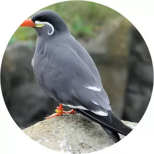 Inca tern