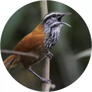 Inca wren