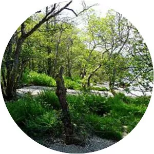 Inchfad - Island at Loch Lomond