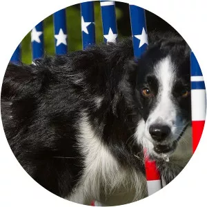 Incredible Dog Challenge & National Dog ShowSince 2010