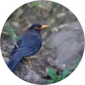 Indian blackbird