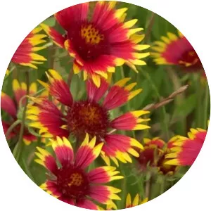 Indian blanket
