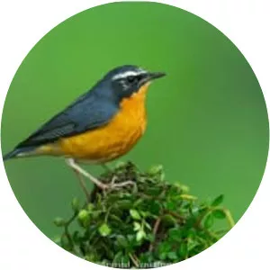 Indian blue robin
