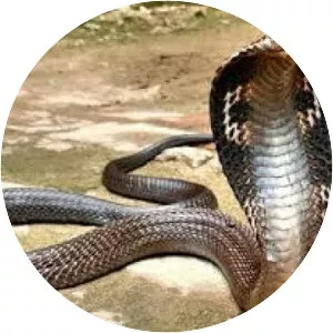 Indian cobra