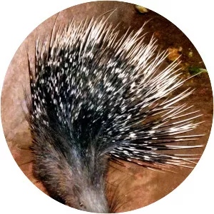 Indian crested porcupine