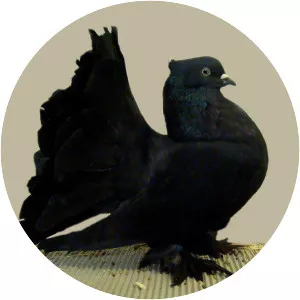 Indian Fantail - Domestic pigeon breed