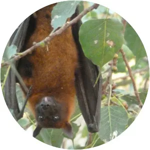 Indian flying fox