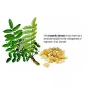 Indian frankincense