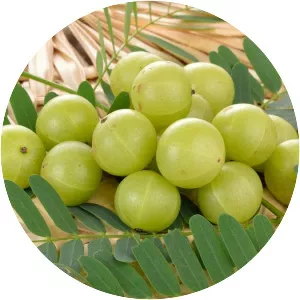 Indian gooseberry