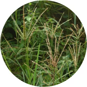 Indian goosegrass - Plants