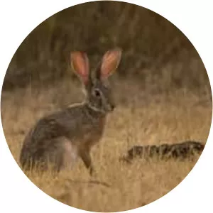 Indian hare - Animal