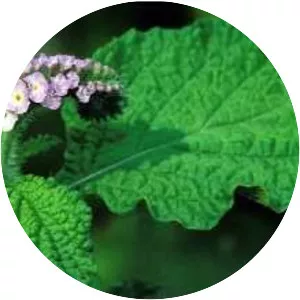 Indian heliotrope
