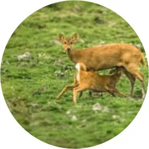 Indian hog deer - Animal