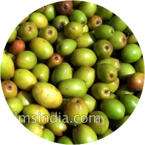 Indian jujube - Plants