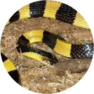 Indian krait