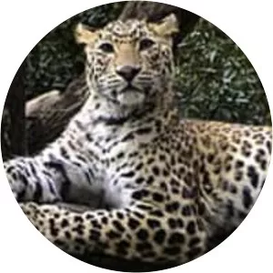 Indian leopard - Animal