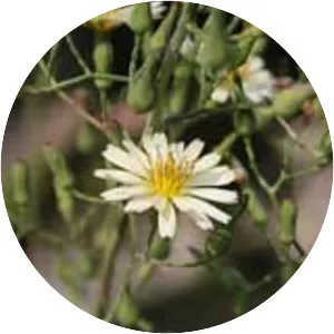 Indian lettuce - Plants