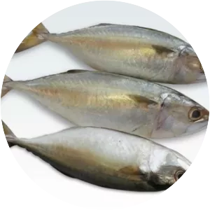 Indian mackerel