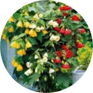 Indian mallow (Güzelhatmi)