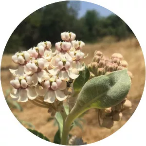Indian milkweed - Plants