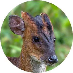 Indian muntjac - Animal
