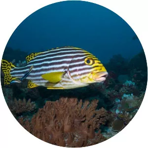 Indian Ocean oriental sweetlips