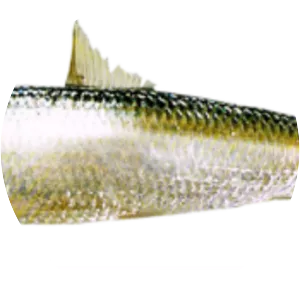 Indian oil sardine