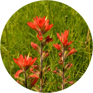 Indian paintbrush