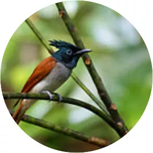 Indian paradise flycatcher