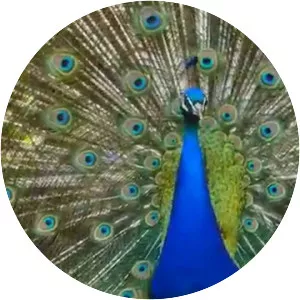Indian peafowl