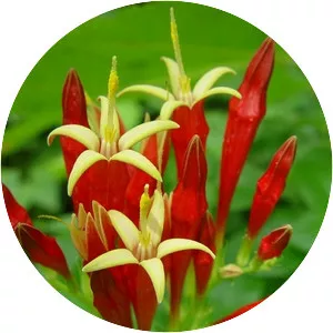 Indian pink - Plants