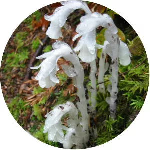 Indian pipe