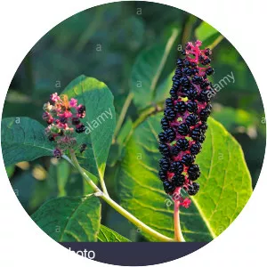 Indian pokeweed