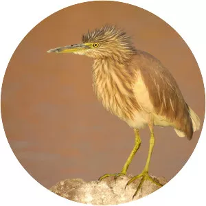 Indian pond heron