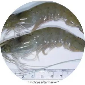 Indian prawn