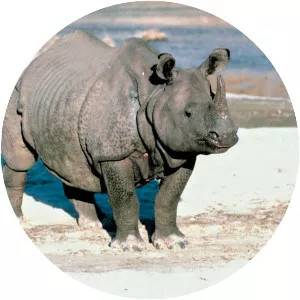 Indian rhinoceros - Animal