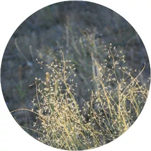 Indian ricegrass - Plants