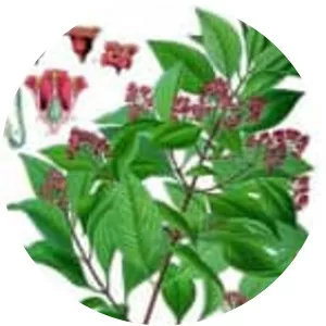 Indian sandalwood (Sandal ağacı)