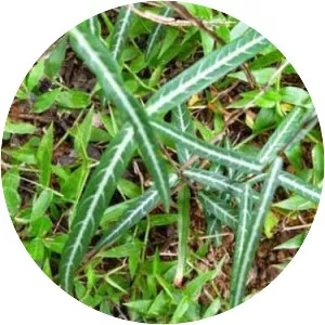 Indian sarsaparilla - Plants