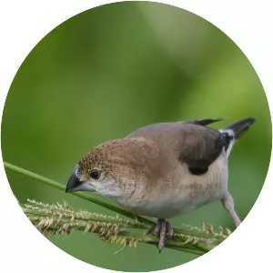Indian silverbill