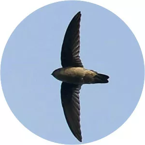 Indian swiftlet - Birds