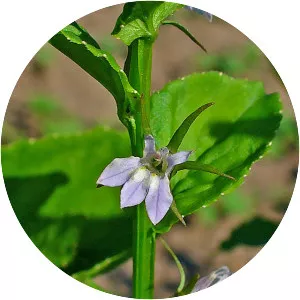 Indian tobacco - Plants