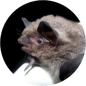 Indiana bat