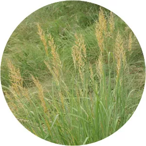 Indiangrass - 