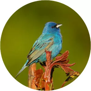 Indigo bunting