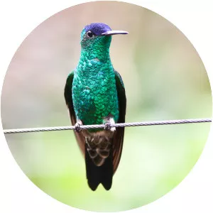 Indigo-capped hummingbird