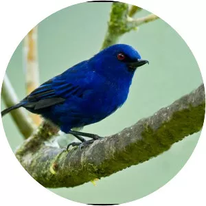Indigo flowerpiercer - Bird