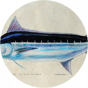 Indo-Pacific blue marlin