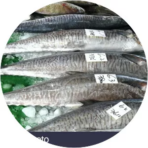 Indo-Pacific king mackerel - Fish