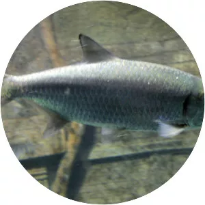 Indo-Pacific tarpon - 